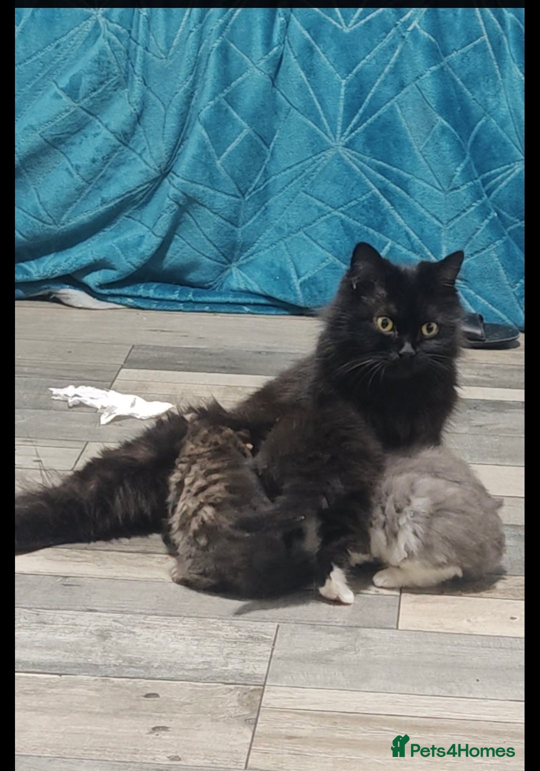 Mixed Breed cats for sale: Adorable half persian Kittens for Sale🐾 - Advert 10