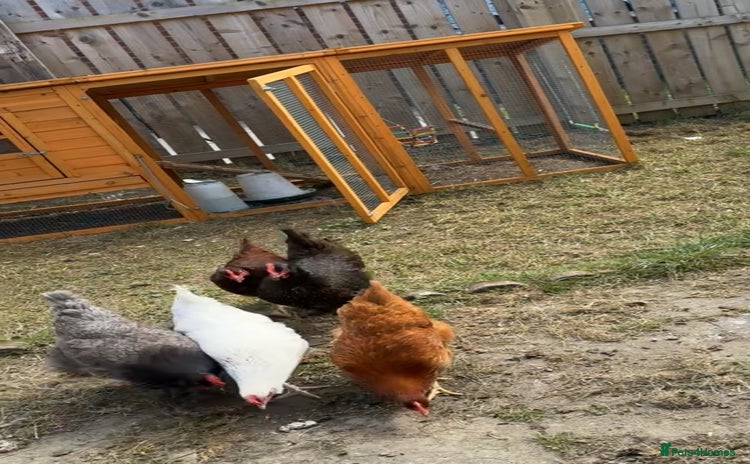 Chickens poultry - Advert 3