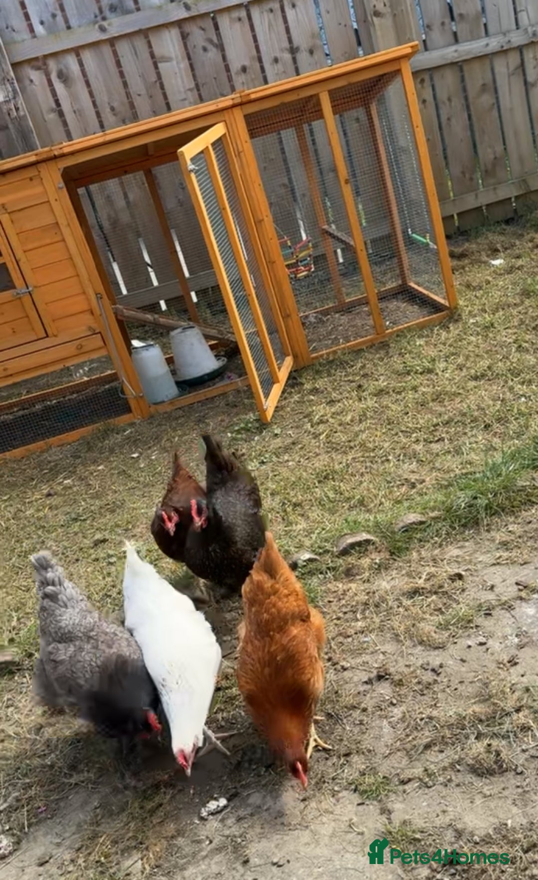 Chickens poultry for sale: 5 hens - Image 1