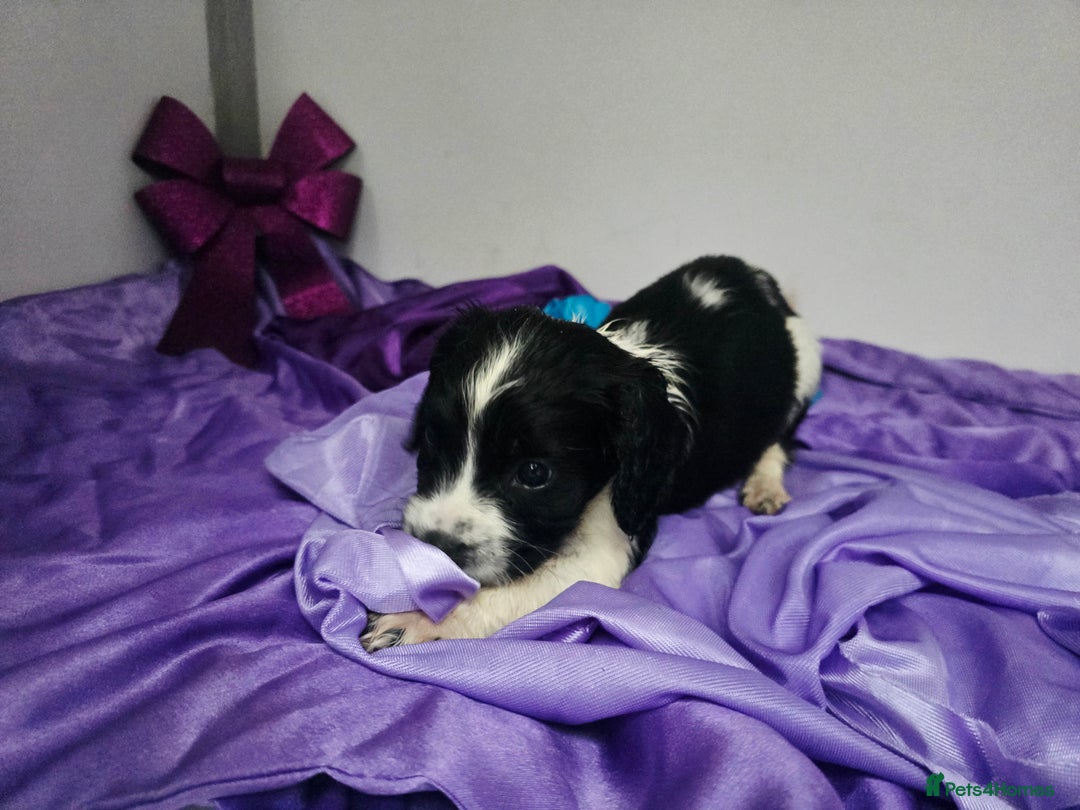 English Springer Spaniel dogs for sale: ⭐️ Ready Stunning KC DNA Vetted, home Ess Pups ⭐️ - Image 1