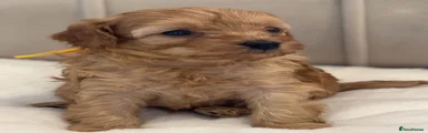 Cavapoo 1