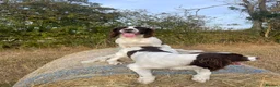 English Springer Spaniel dogs for sale: Two fabulous springer spaniels girls - Advert 18