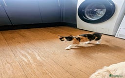 Mixed Breed cats for sale: Adorable fluffy kitens  - Image 2