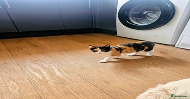 Mixed Breed cats - Advert 14