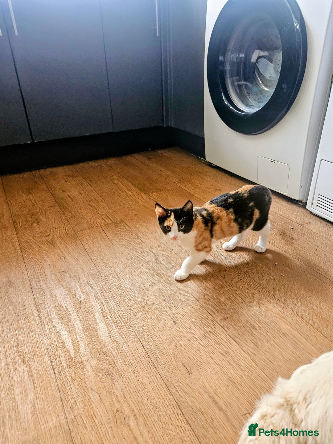 Mixed Breed cats for sale: Adorable fluffy kitens  - Image 2