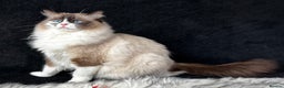 Ragdoll cats for sale: Ragdoll female ACTIVE GCCF registered  - Advert 8