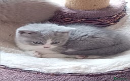 British Shorthair cats for sale: Gorgeous British short-hair kittens  - Image 22