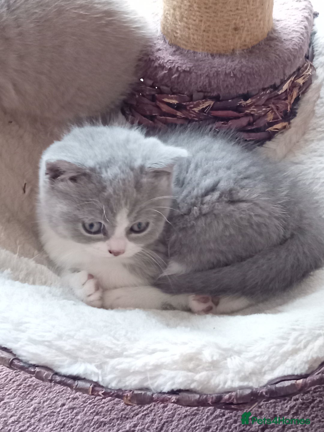 British Shorthair cats for sale: Gorgeous British short-hair kittens  - Image 22