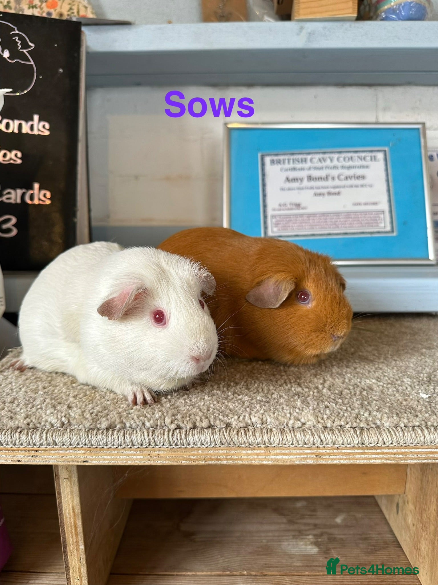 Guinea Pig rodents Lots of pairs of Guinea Pigs Mixed Colours Come 👀 - Advert 1