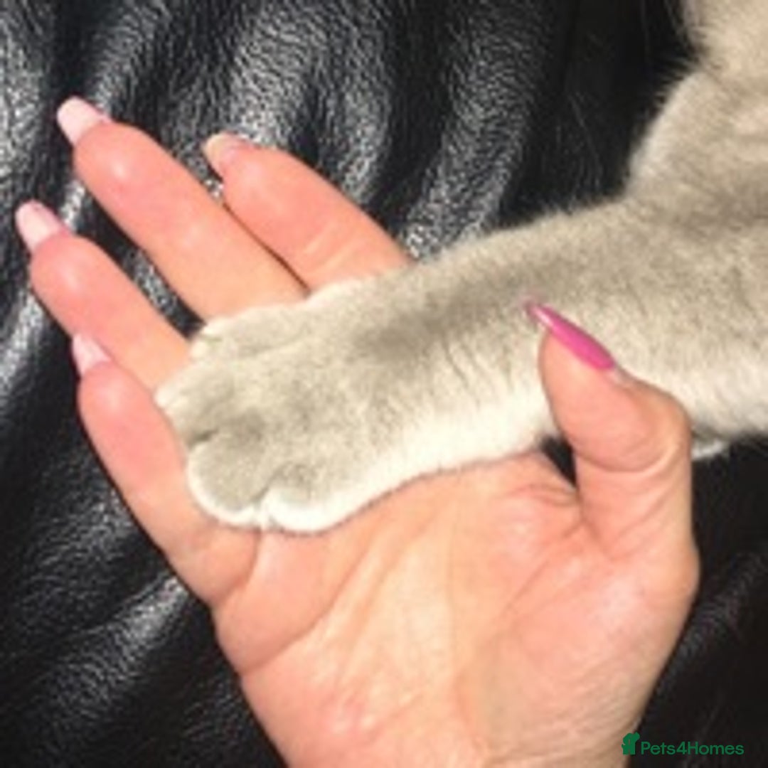 British Shorthair cats for stud: Lilac British Shorthair Stud service only in Huddersfield - Image 9