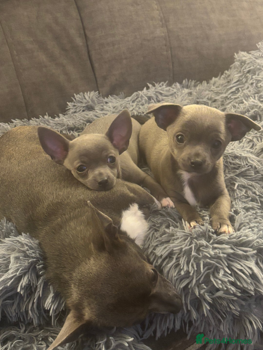 Chihuahua dogs for sale: Blue chihuahua puppies - Advert 1