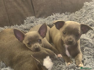 Chihuahua dogs Blue chihuahua puppies - Advert 4