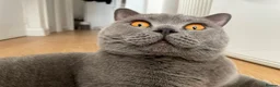 British Shorthair cats for sale: Playful British Shorthair - 2 years old in London - Advert 8