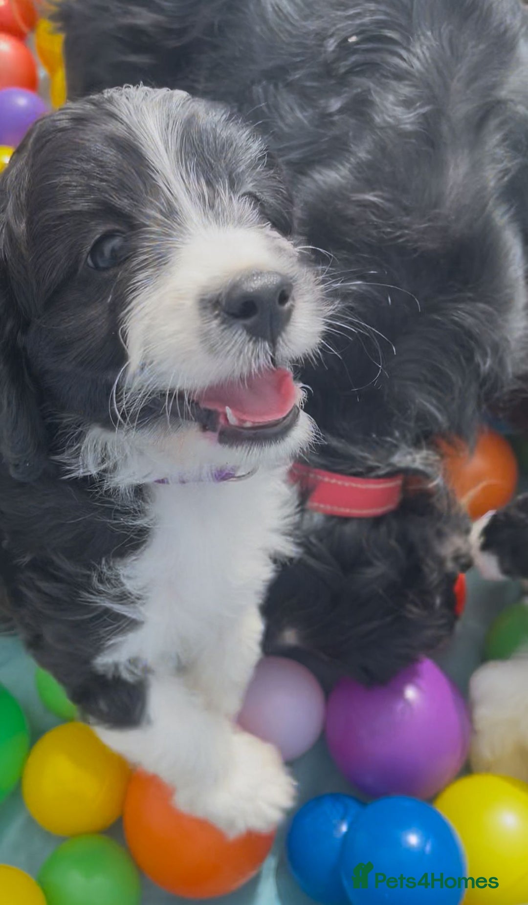 Cavapoo dogs for sale: *READY TO GO* F1 Cavapoos  - Image 5