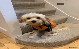 Cavapoochon dogs for stud: 🐾 Stud Available – Meet Eggy the Cavapoochon! 🐾 - Advert 17