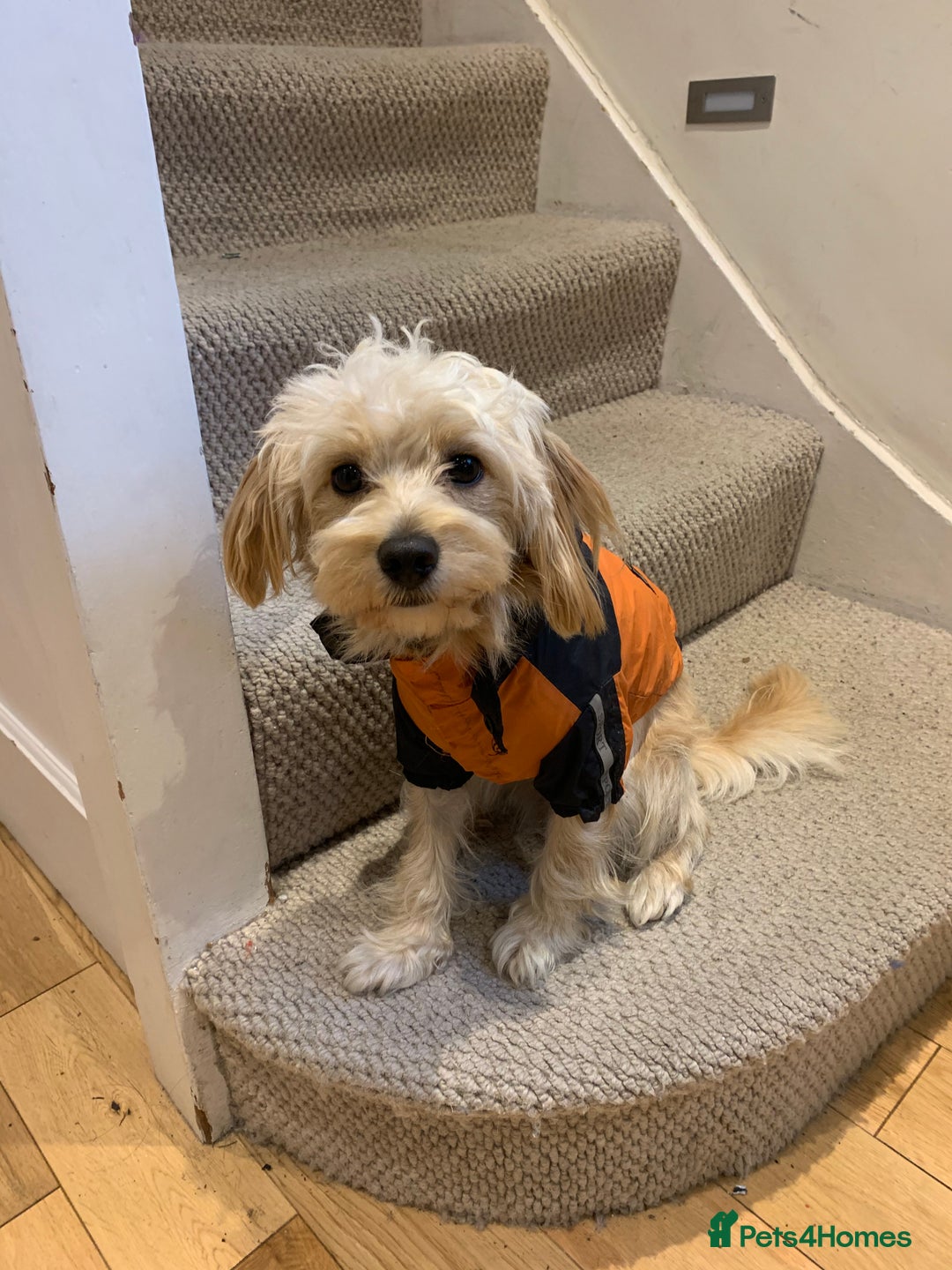 Cavapoochon dogs for stud: 🐾 Stud Available – Meet Eggy the Cavapoochon! 🐾 - Advert 17