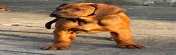 Rhodesian Ridgeback dogs for sale: Health tested parents of excellent temperament.  - Advert 3