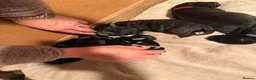 Cane Corso dogs for sale: Cane corso puppies  - Advert 14