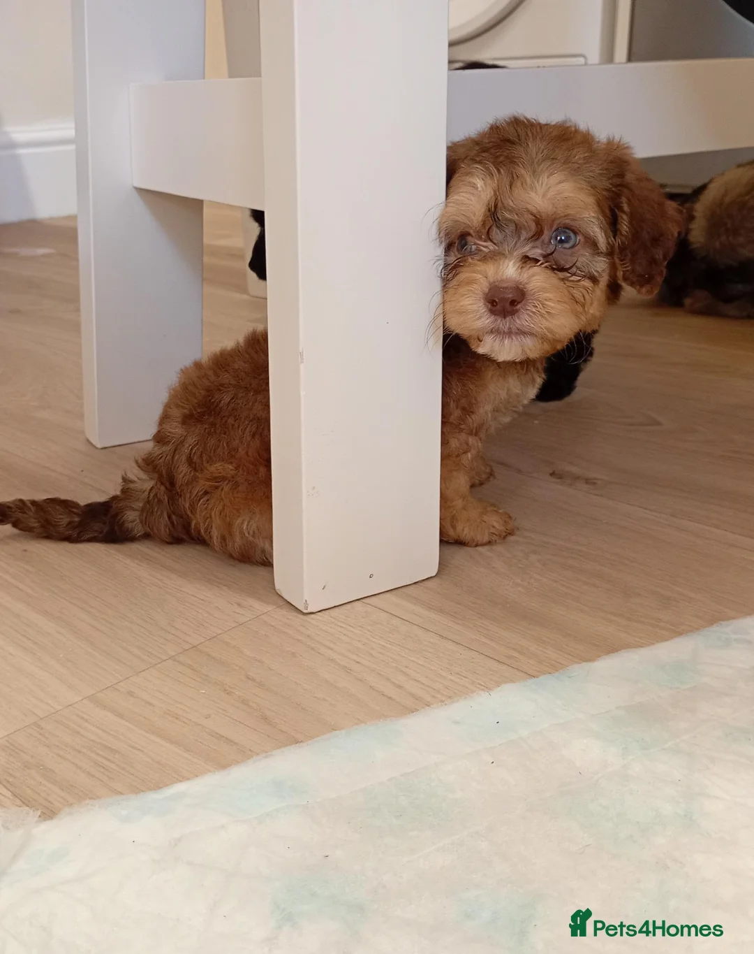 Shihpoo dogs for sale: shihpoo puppies unusual colours  in York - Advert 2