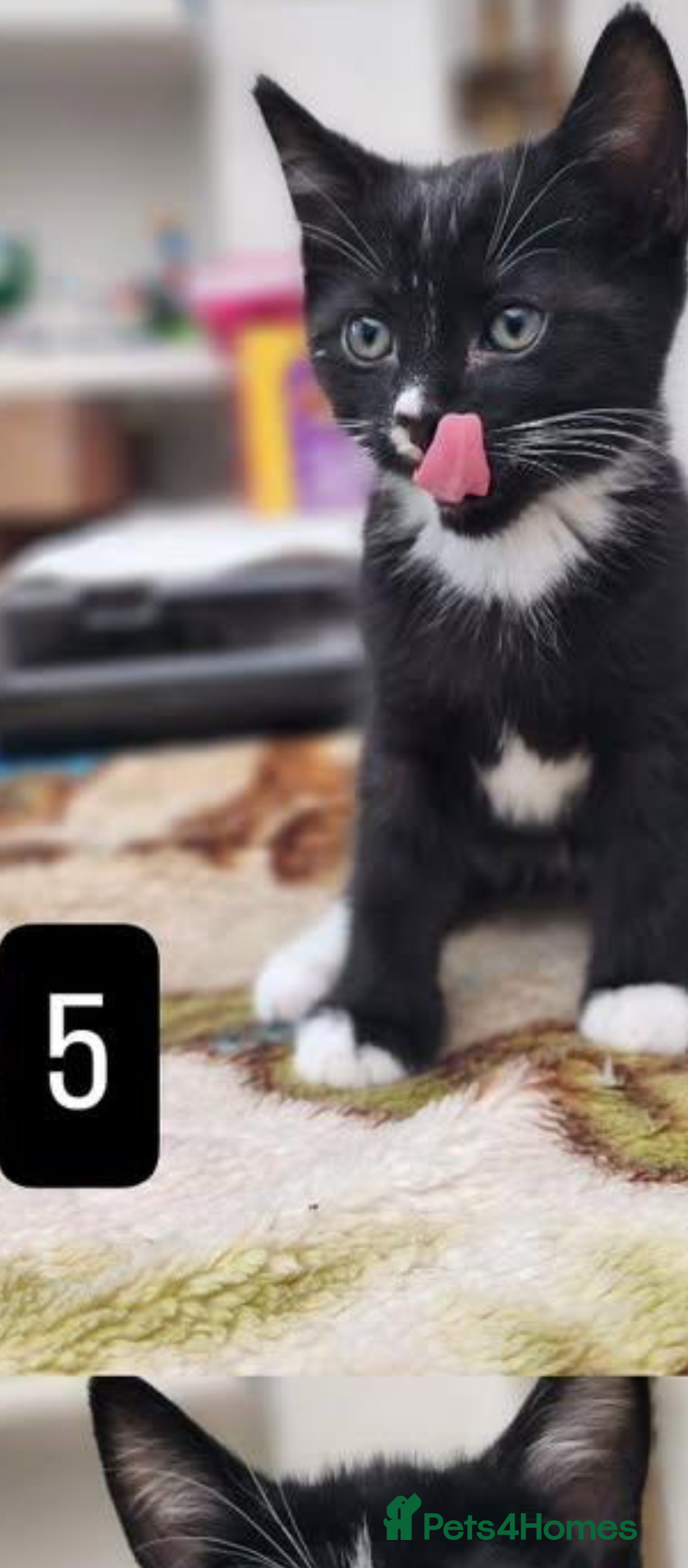 Mixed Breed cats for sale: Bombay X British Short Hair - Advert 8