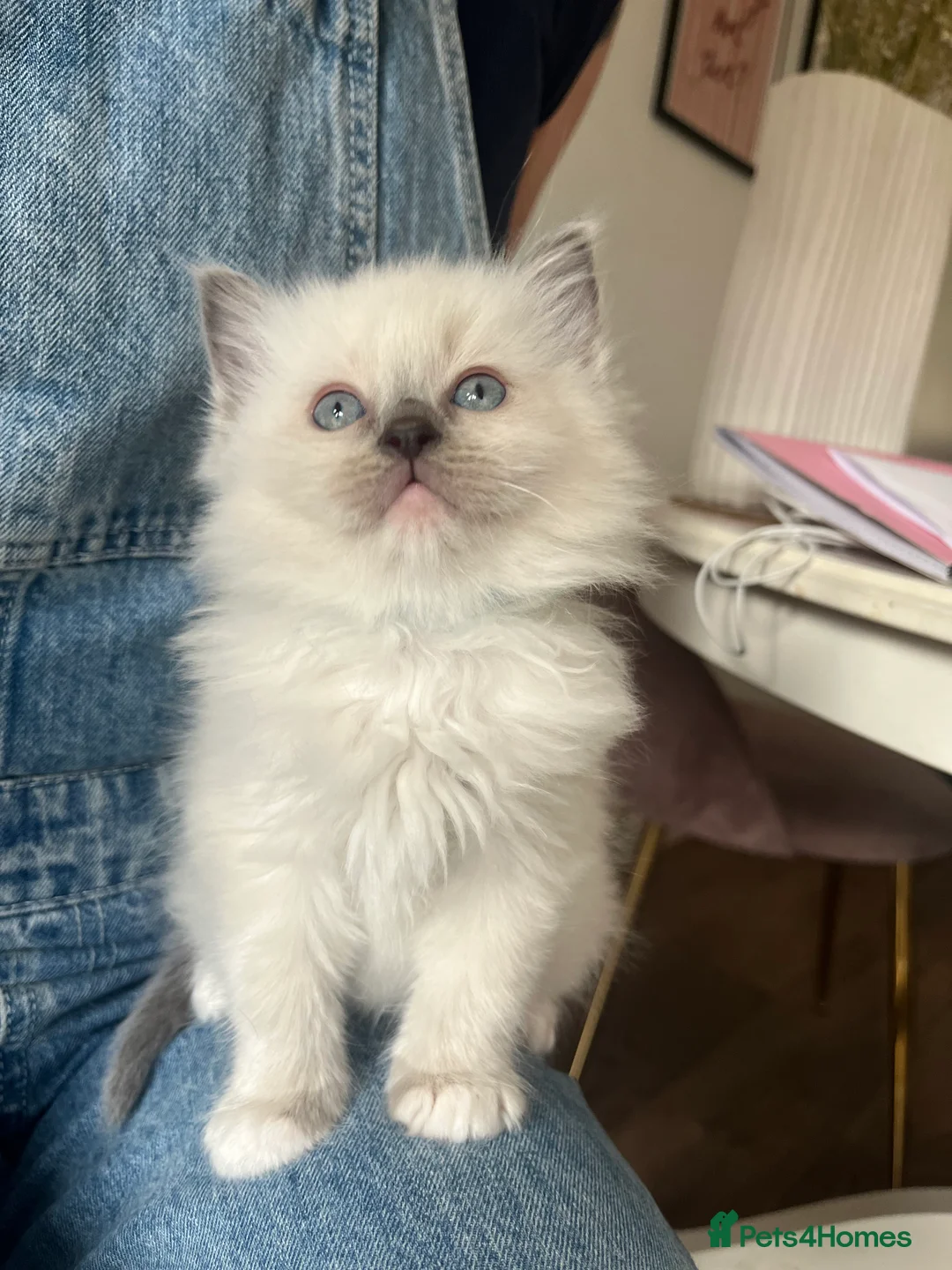 Ragdoll cats for sale: Beautiful Blue Point Ragdoll Kittens - Advert 4
