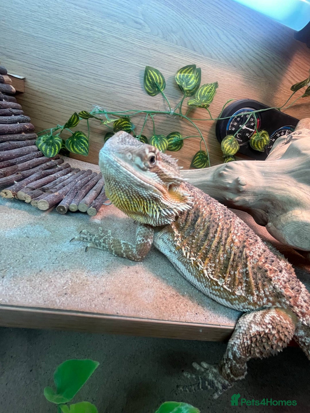 Bearded Dragon reptiles for sale: Bearded Dragon  - Image 4