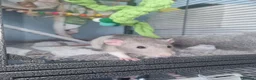 Rat rodents for sale: X2 dumbo rats with cage  in Bristol - Advert 2