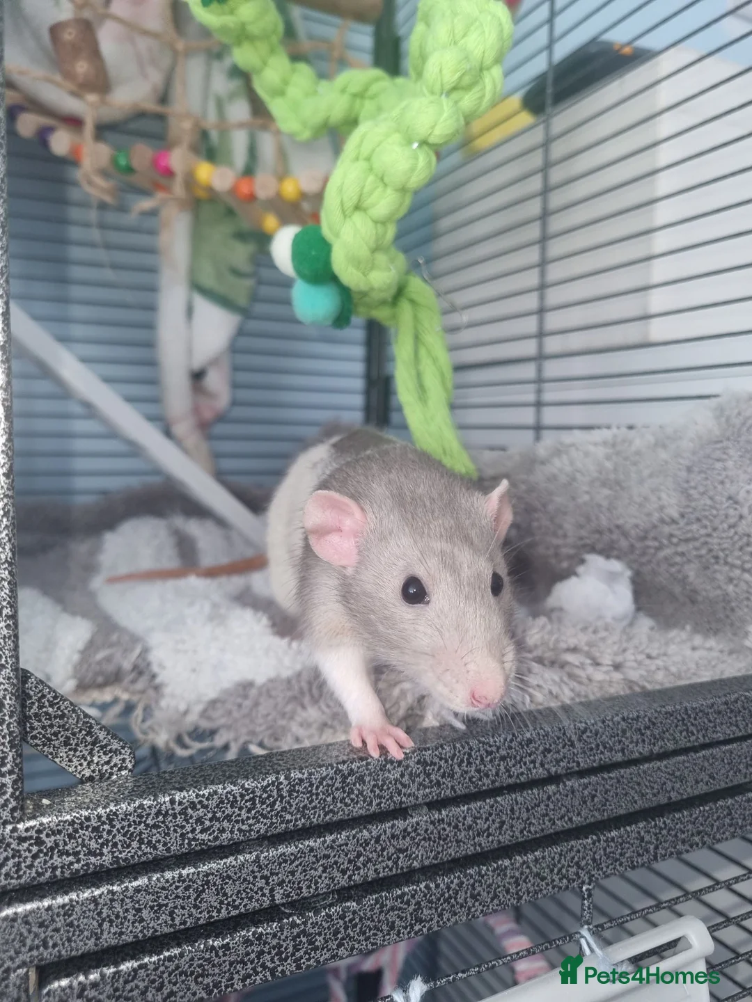 Rat rodents for sale: X2 dumbo rats with cage  in Bristol - Advert 2