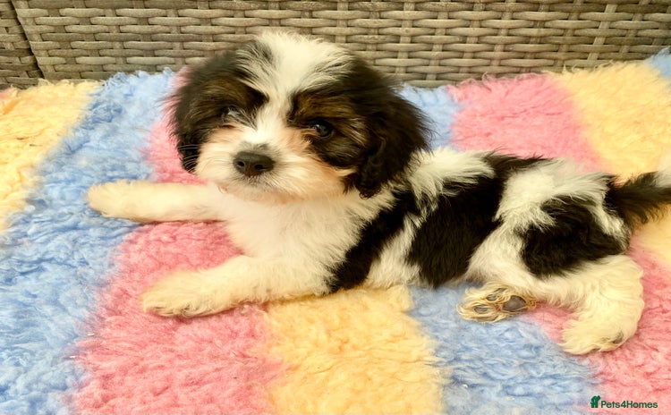 Cavapoo dogs - Advert 4