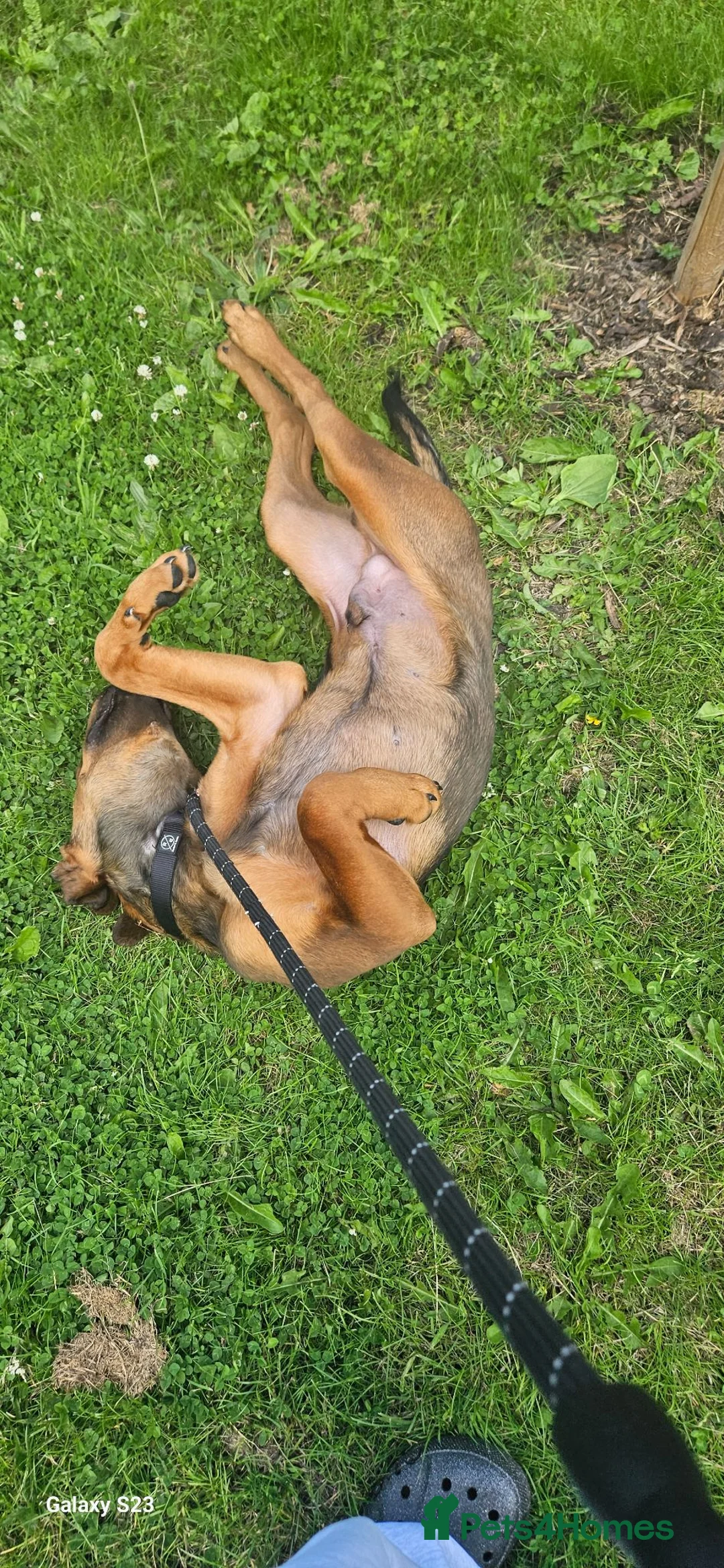 Mixed Breed dogs for sale: Rottie cross dachshund  in Preston - Advert 3