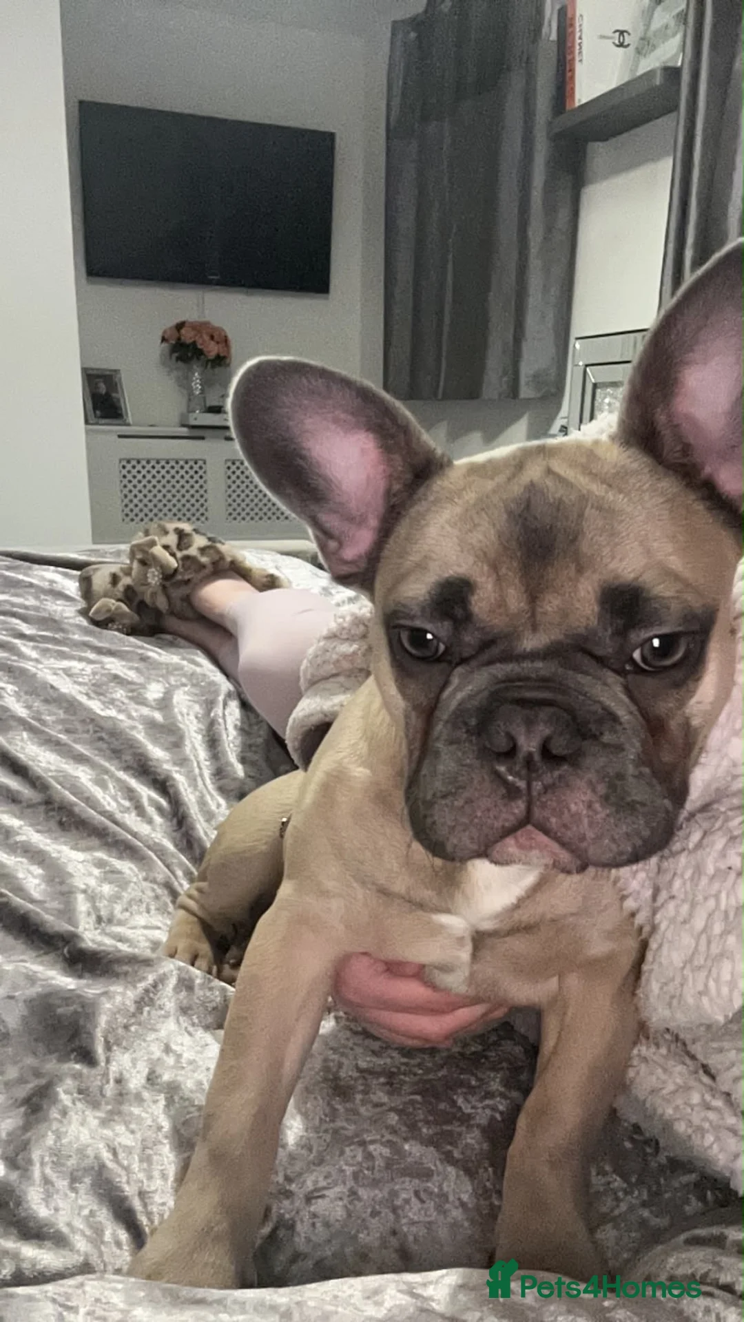 French Bulldog dogs for sale: Male French Bulldog – 2 Years Old in August in Romsey - Advert 2