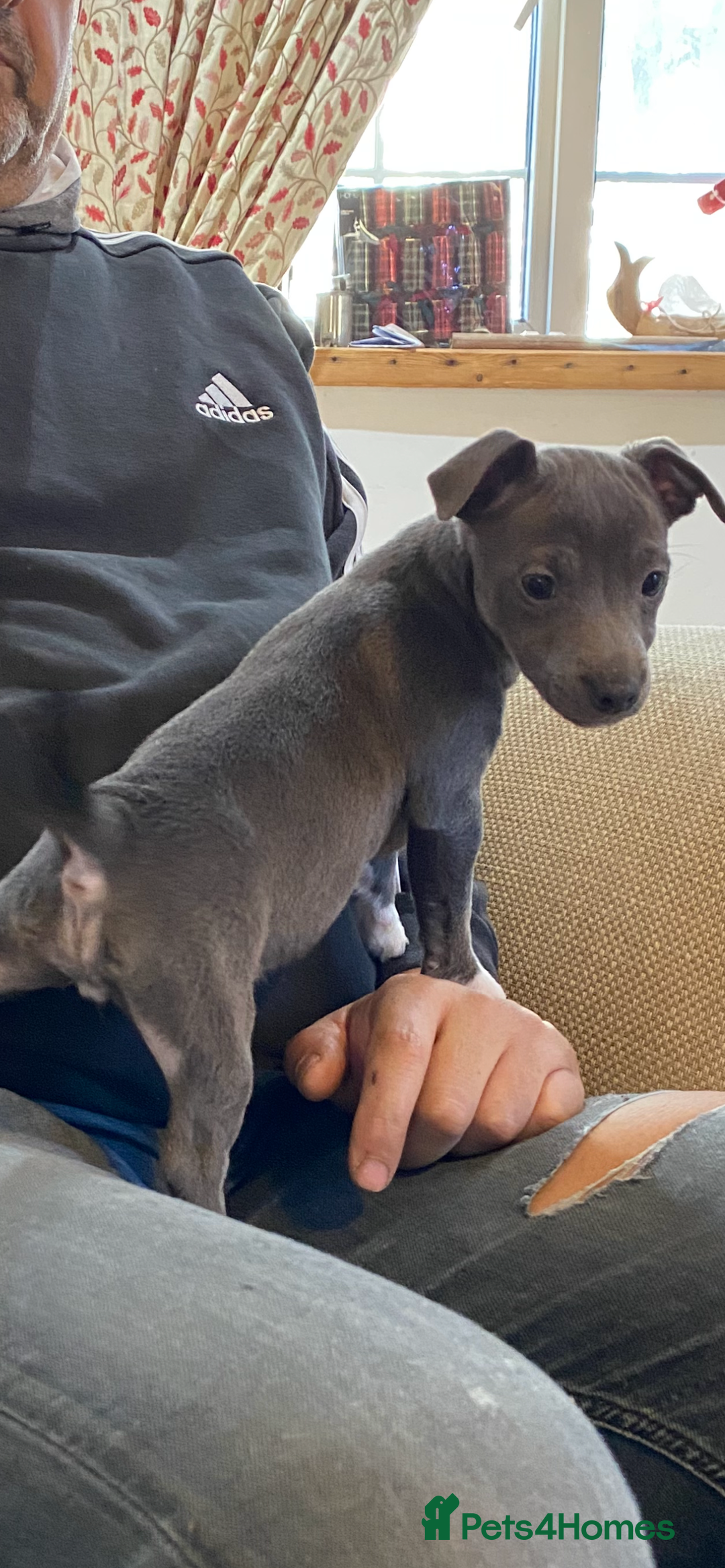 Jack Russell dogs for sale:  beautiful All blue smooth coated short legged JRT - Advert 4