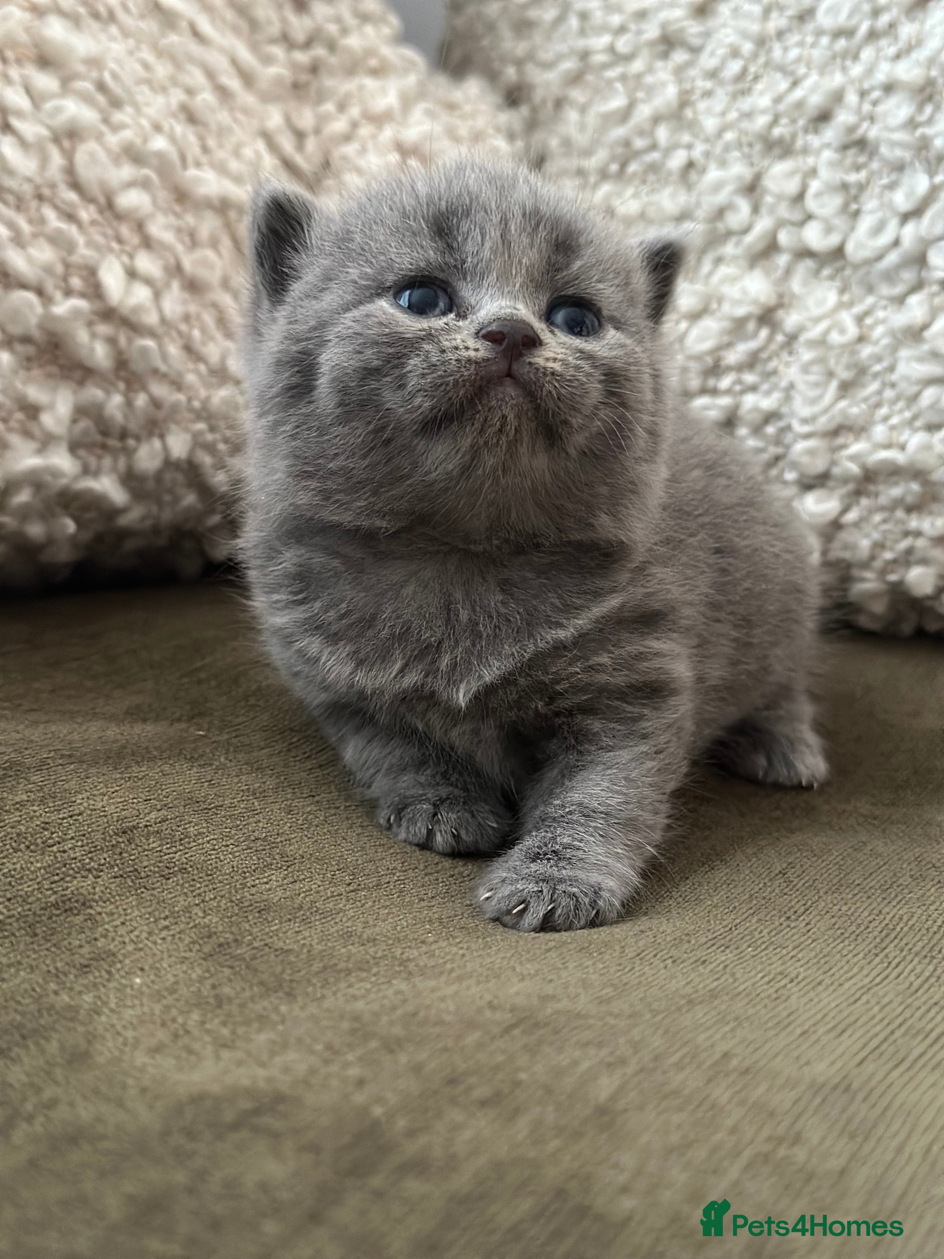 British Shorthair cats GCCF Registered British Shorthair kittens  - Advert 17