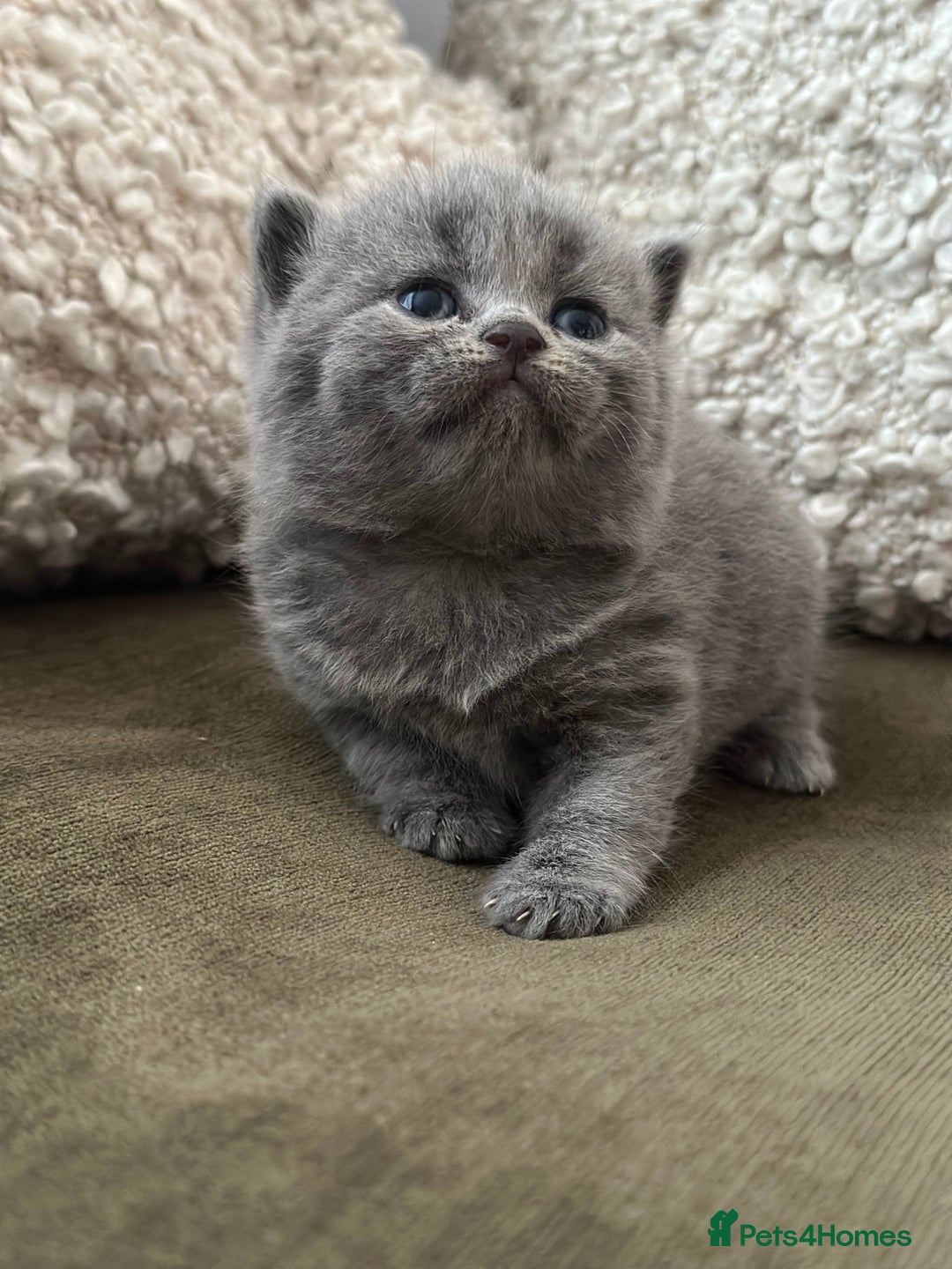 British Shorthair cats for sale: GCCF Registered British Shorthair kittens  - Advert 1