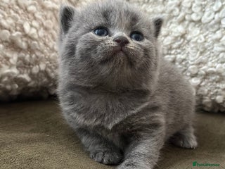 British Shorthair cats GCCF Registered British Shorthair kittens - Advert 5