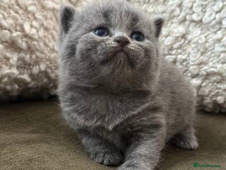 British Shorthair cats GCCF Registered British Shorthair kittens - Advert 6
