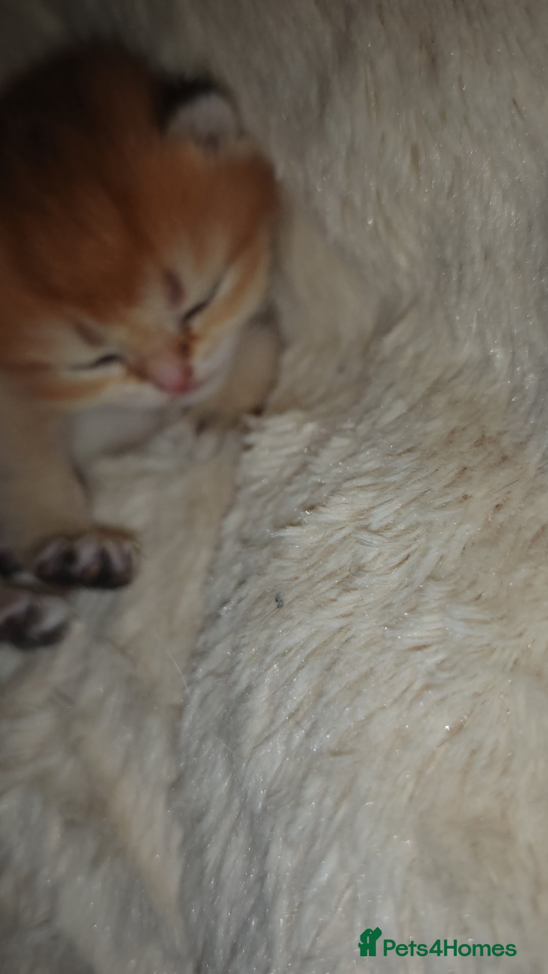 British Shorthair cats for sale: Stunning pedigree BSH Golden black Chinchilla  - Advert 12