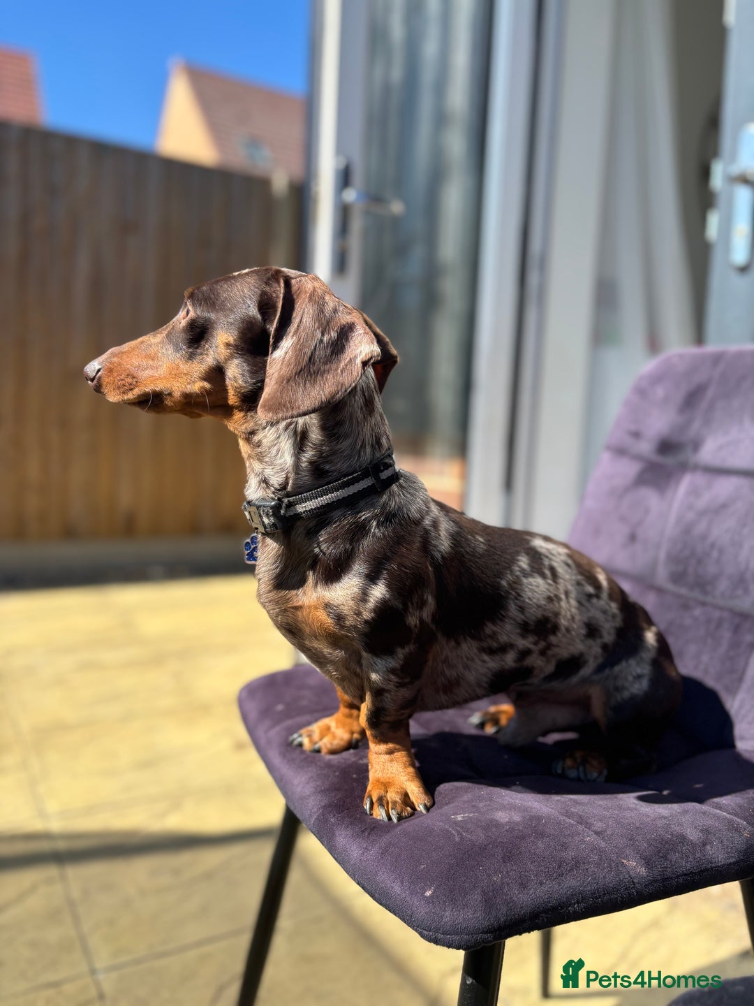 Miniature Dachshund dogs for sale: Rehoming x2 dachshunds  - Advert 12