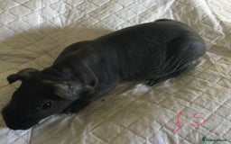 Guinea Pig rodents for sale:  skinny pigs  in Lewes - Image 14