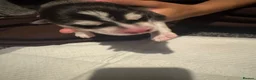 Siberian Husky dogs for sale: Pedigree Siberian Husky Puppies - Advert 11