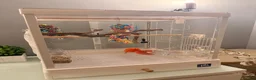 Canaries birds for sale: Red factor male canary and beautiful cage!  - Advert 2