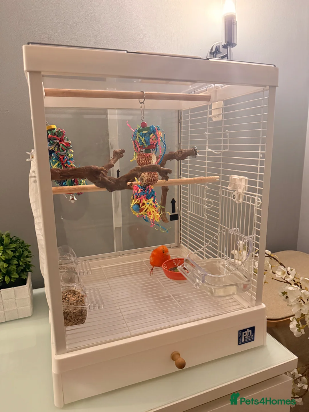 Canaries birds for sale: Red factor male canary and beautiful cage!  - Advert 2