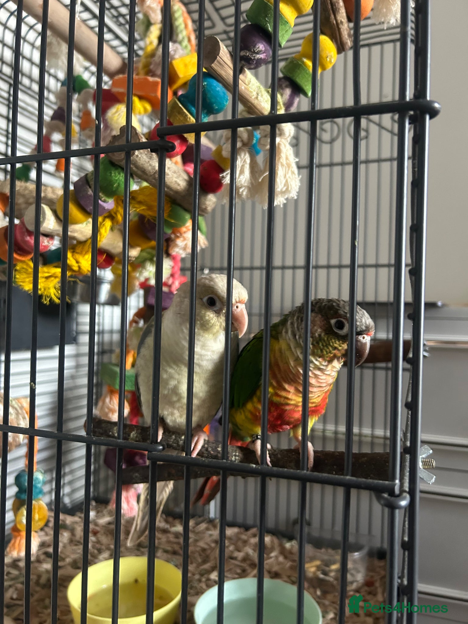 Conures birds Bonded pair of conures  - Advert 9