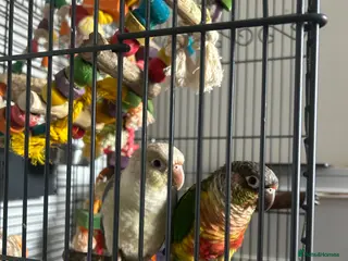 Conures birds Bonded pair of conures - Advert 9