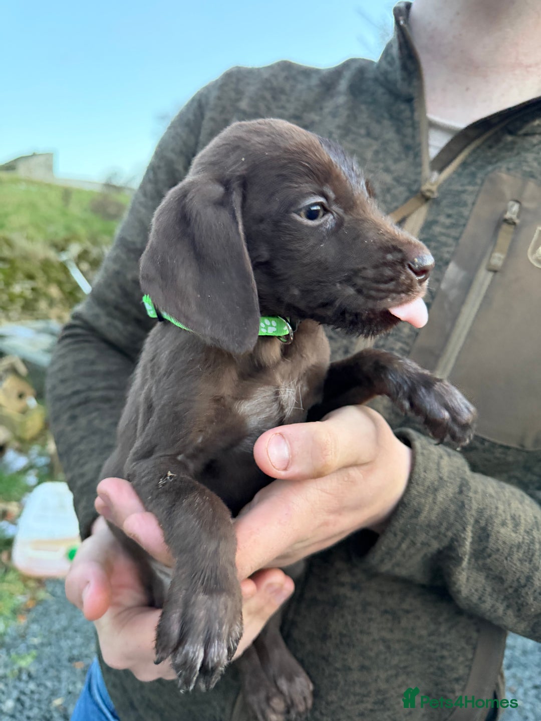 Mixed Breed dogs for sale: Stunning Labrador Pointer Puppies – Ready to go - Advert 38