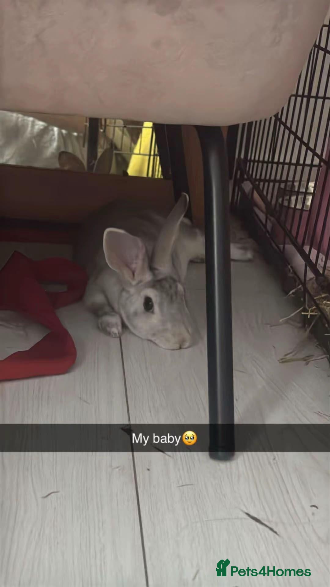 Rex rabbits Female grey soft rabbit - Advert 1