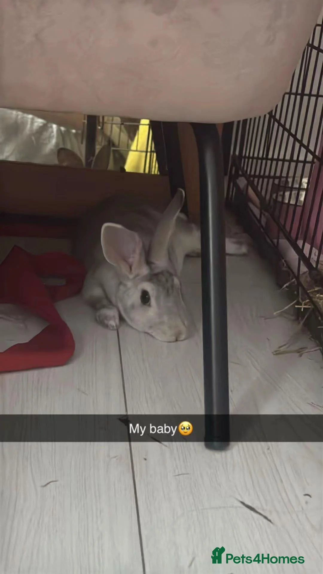 Rex rabbits for sale: Female grey soft rabbit - Advert 1