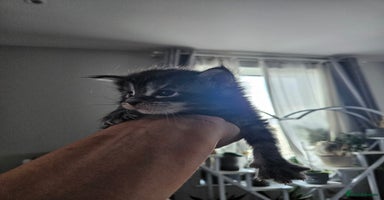Maine Coon cats - Advert 14