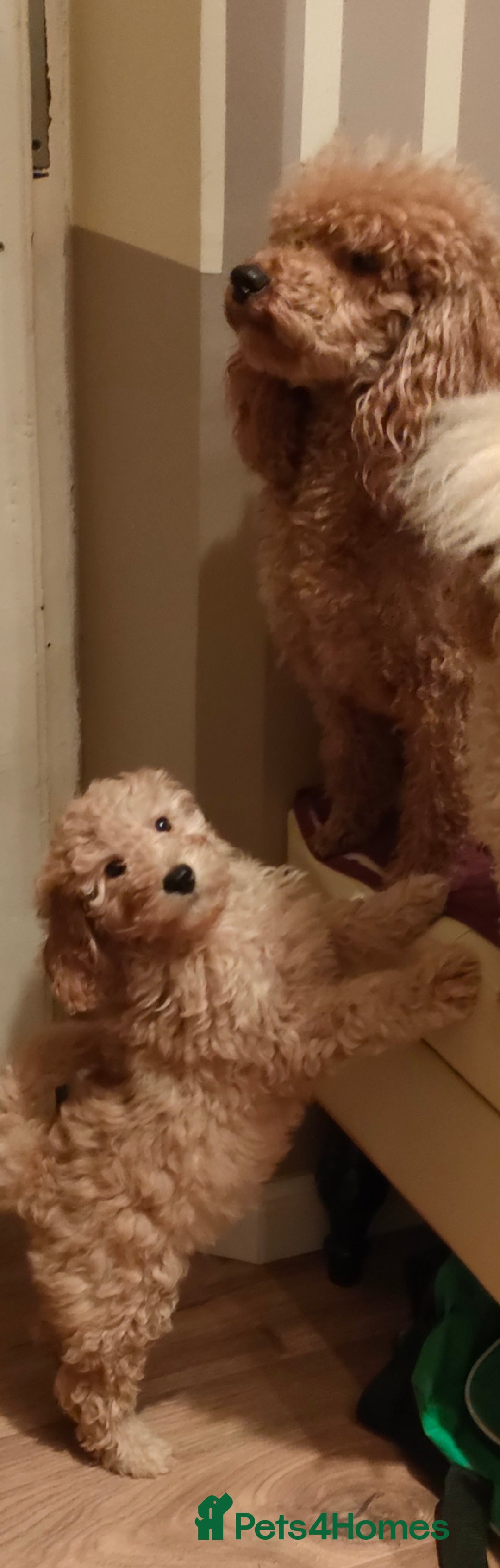 Miniature Poodle dogs for sale: Miniature poodle for sale - Advert 4