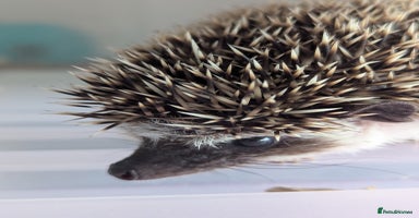 Pygmy Hedgehog rodents - Advert 1